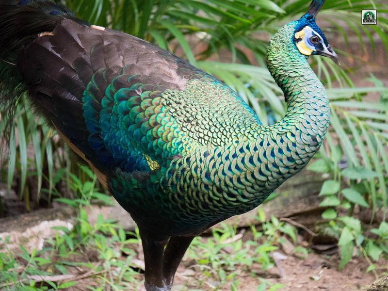 Green peafowl at ACCB