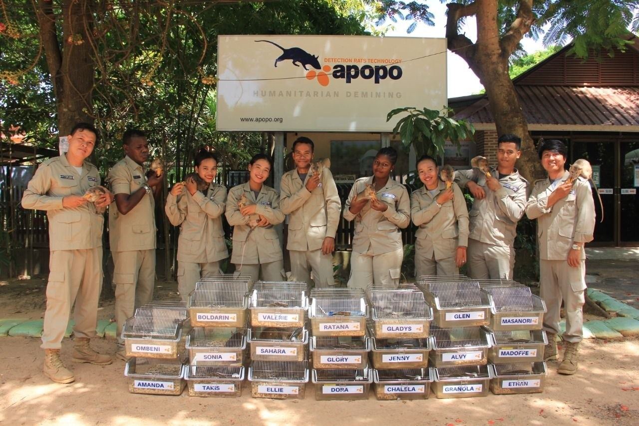APOPO team with a detection rat