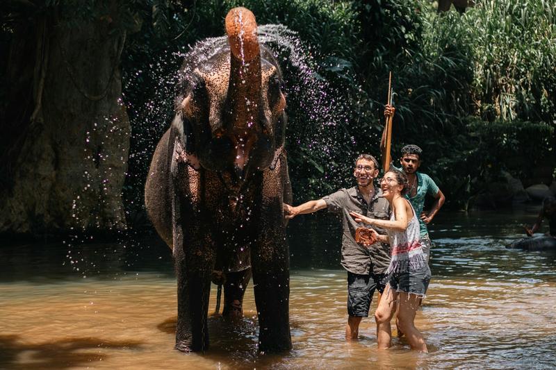 Asian elephant bathing in a river