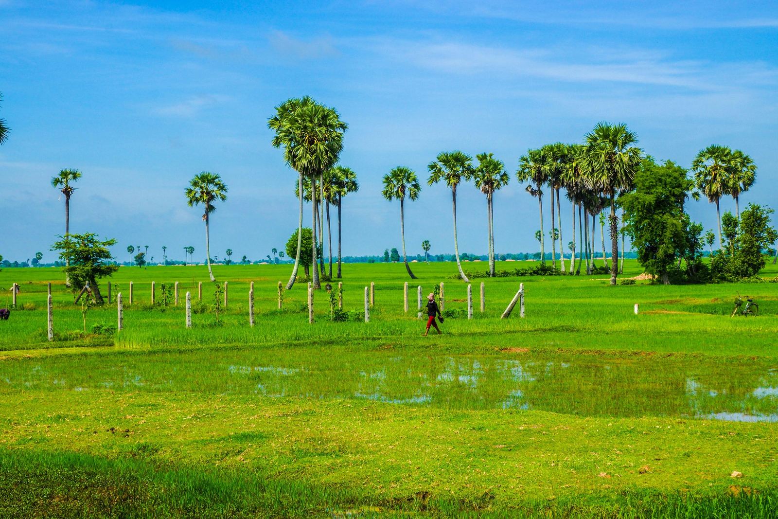 Walking through the rice fields