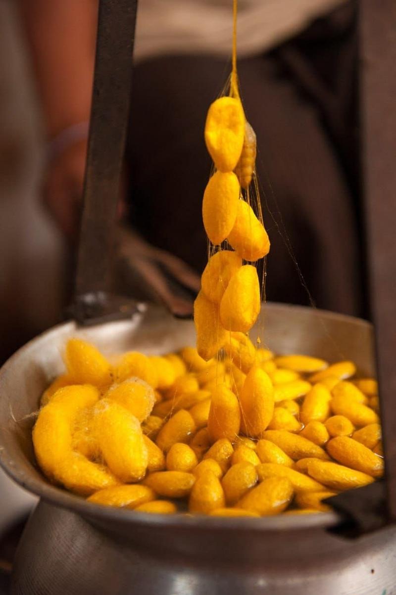 Golden silk cocoons in a pot, the thread being drawn