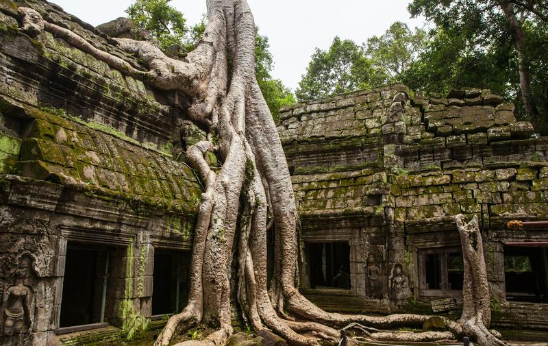 Ta Prohm, roots over the stones