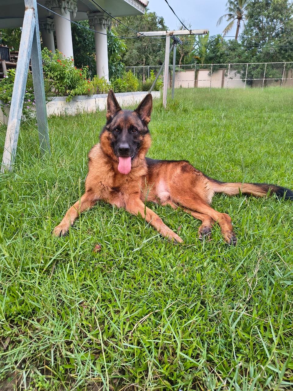 Tuco, our German shepherd, lying on the grass in the garden